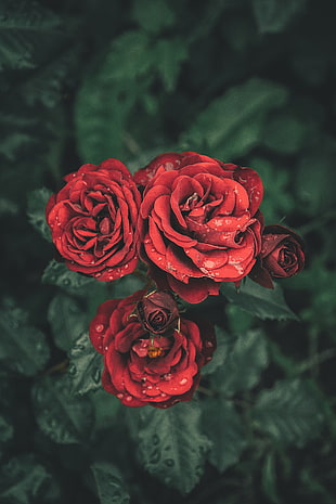 red roses, Roses, Drops, Petals
