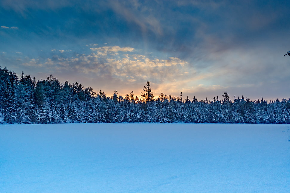 landscape photography of pine trees near water, mill creek HD wallpaper