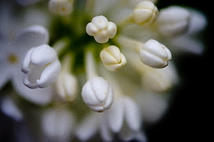 selective photography of white petaled flowers