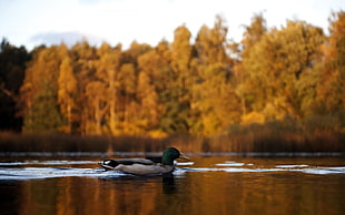 male mallard duck on body of water near tall trees at daytime