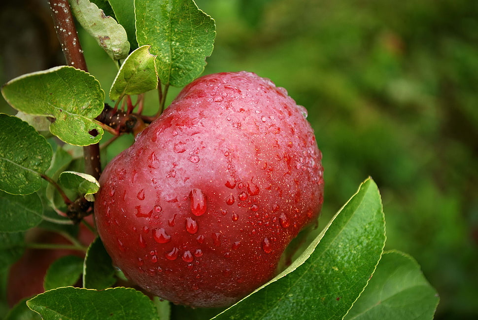 red round fruit HD wallpaper