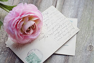 pink rose flower on a hand written card