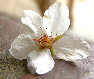 selective focus photography of white 5-petaled flower