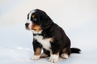 photo of Bernese Mountain puppy at daytime