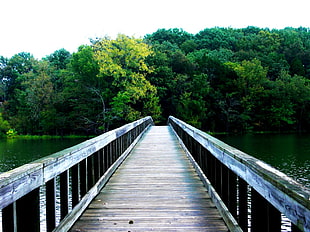 photo of white wooden bridge over body water leading to green trees during daytime