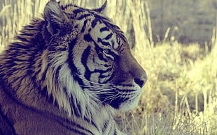 Tiger photo