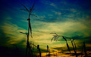 brown plants photo during sunset