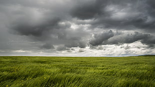 green grass field under gray sky