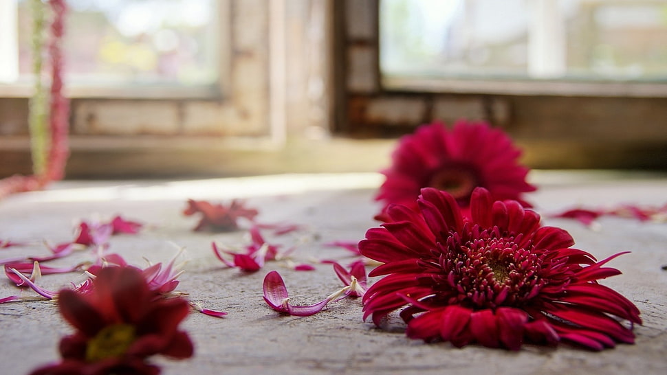 red flowers on gray carpeted floor HD wallpaper