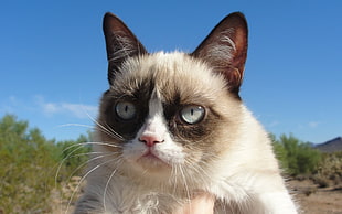 siamese cat