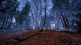 photo of forest during winter