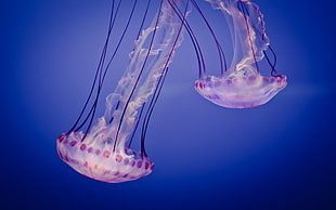 two jellyfishes