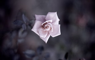 photo shift lens of white rose