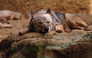 brown and black wolf