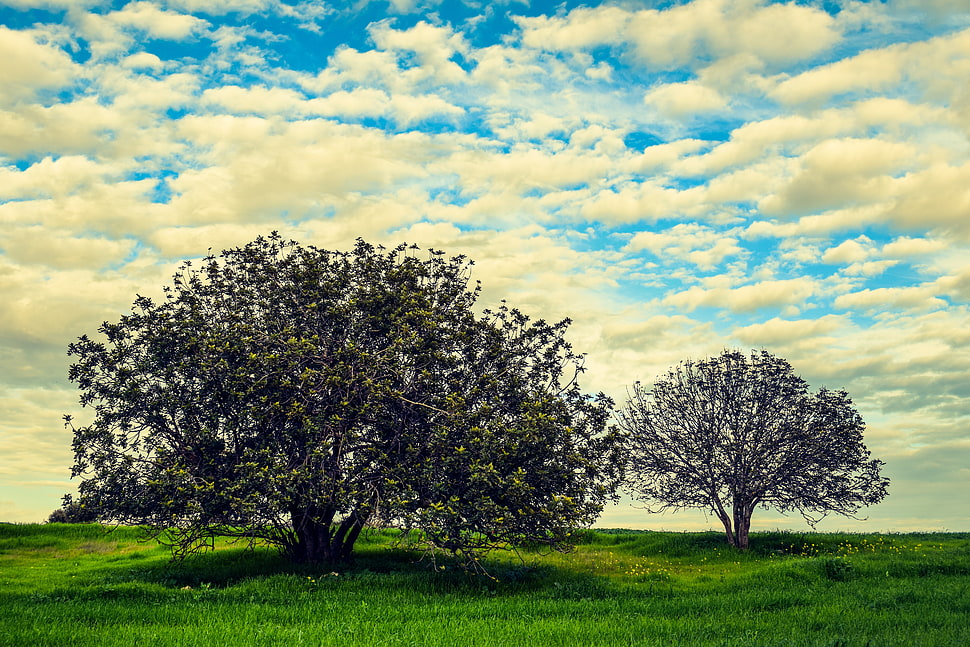 green tree surrounded by grass field HD wallpaper