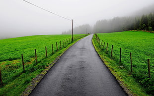 dirt road between green grass near pine trees with white fogs under gray sky