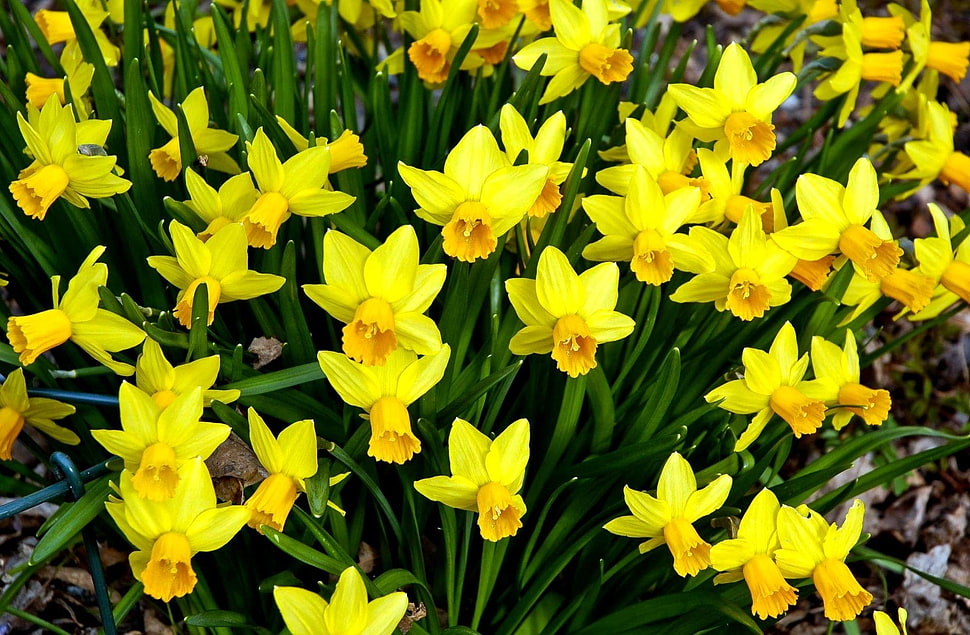 yellow Daffodil flower field at daytime HD wallpaper