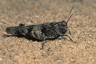 black and gray Grasshopper in closeup photography