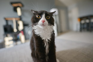 tuxedo cat, cat HD wallpaper