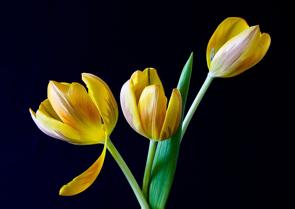 shallow focus photography of yellow tulips HD wallpaper