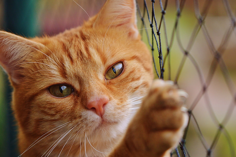 orange Tabby cat HD wallpaper