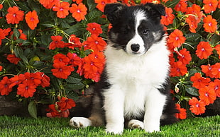 black and white Border Collie puppy HD wallpaper