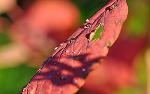Leaf,  Drop,  Surface HD wallpaper