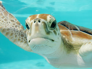 close up photography of Seaturtle HD wallpaper
