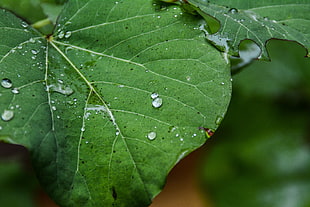 selective focus photography of water dew on green leaves