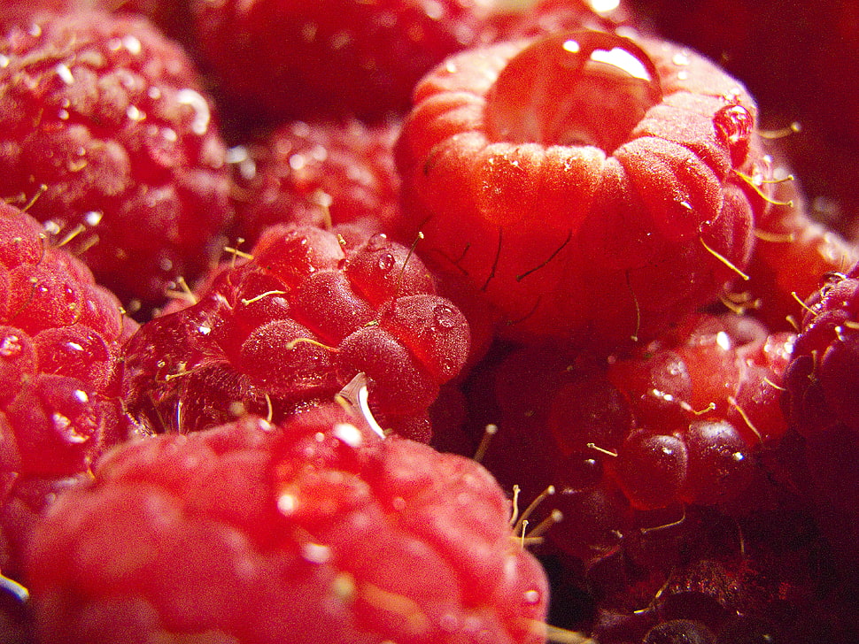 red fruits HD wallpaper