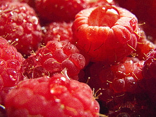 red fruits HD wallpaper