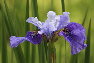 purple Iris flower in closeup photography