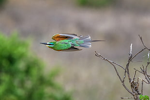 green bird hovering near brown tree branches