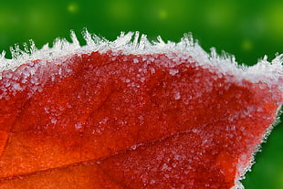 selective focus photography of snow on leaf HD wallpaper