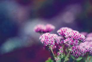 shallow focus of pink and white flowers