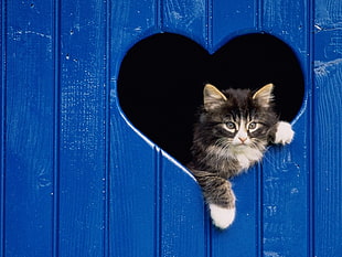 black and white cat on blue wooden fence with heart-shaped hole
