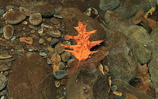 red dry leaf on rock fragments