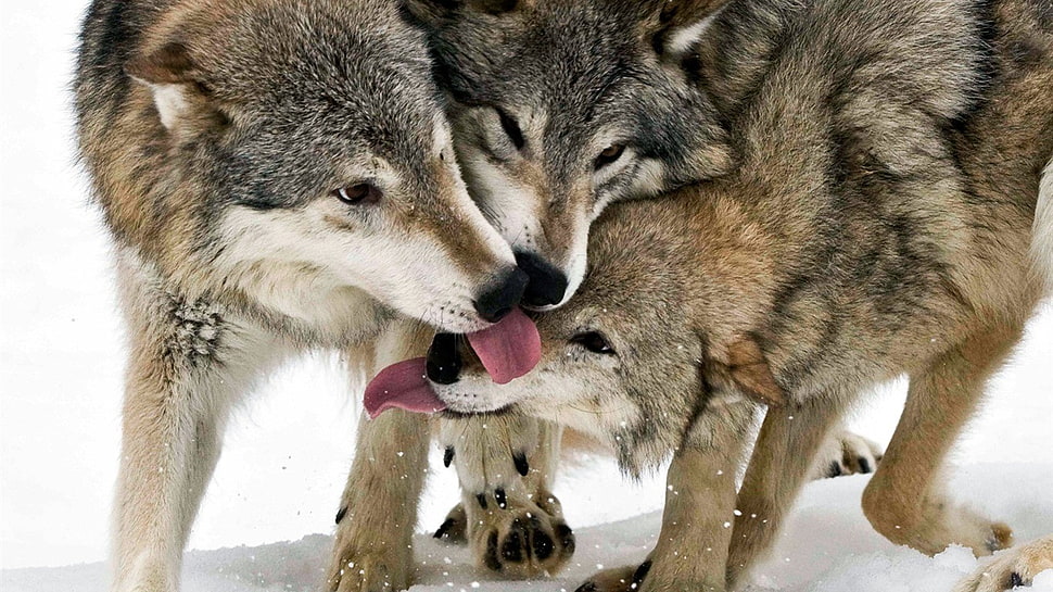 gray foxes, animals, wolf HD wallpaper