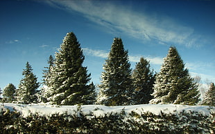 Pine tree under blue sky