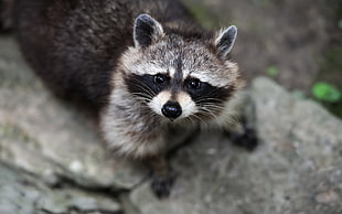 black and gray raccoon, raccoons, wildlife, animals HD wallpaper