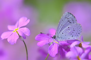 white and black butterfly on pink petaled flower close up photo