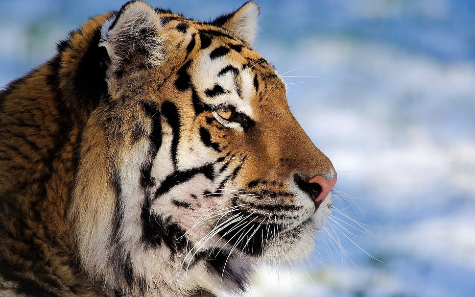Tiger photo HD wallpaper
