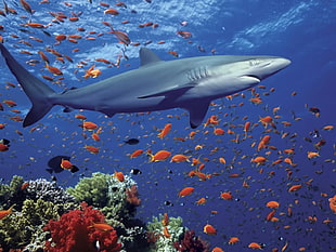 gray shark, shark, fish, coral, animals HD wallpaper
