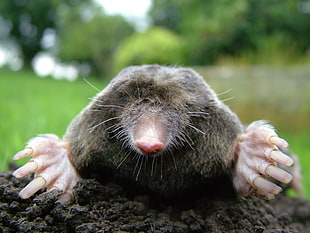 close up photo of black mole