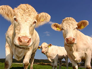 three white cattle on grass field during daytime