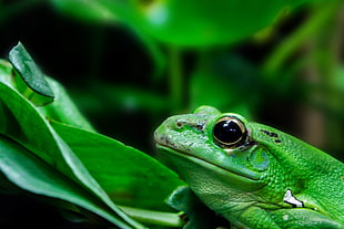 close-up photography of frog on green leaves