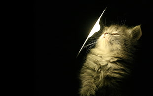 long-fur tan cat in front of bulb light