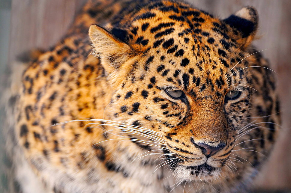 leopard photography HD wallpaper