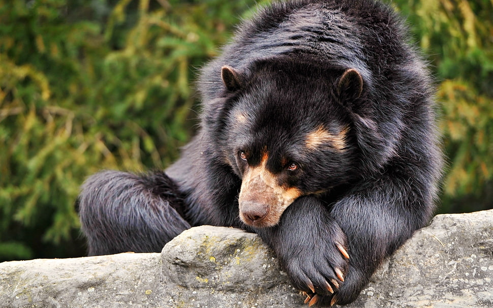black Sun Bear lying on gray stone during daytime HD wallpaper