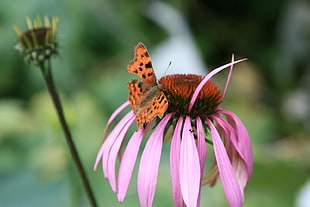 selective photography of orange and black butterfly on top of purple daisy flower, gooderstone